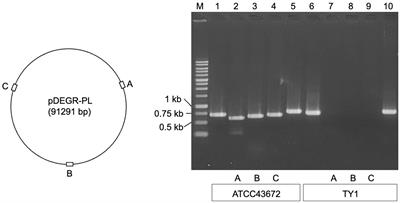 Developing a new host-vector system for Deinococcus grandis